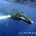 whale_humpback_h_00196_dom3595.jpg